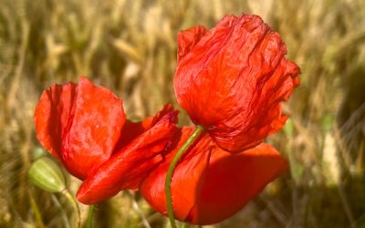 Heilkräuter für die Hausapotheke: Eine Übersicht über wichtige Heilkräuter und deren Anwendungen